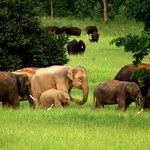 ​Światowy Dzień (bez) Zwierząt. WWF przypomina o wymarłych gatunkach