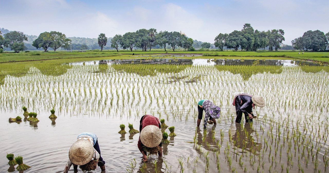 Światu grozi najpoważniejszy niedobór ryżu od 20 lat /123RF/PICSEL