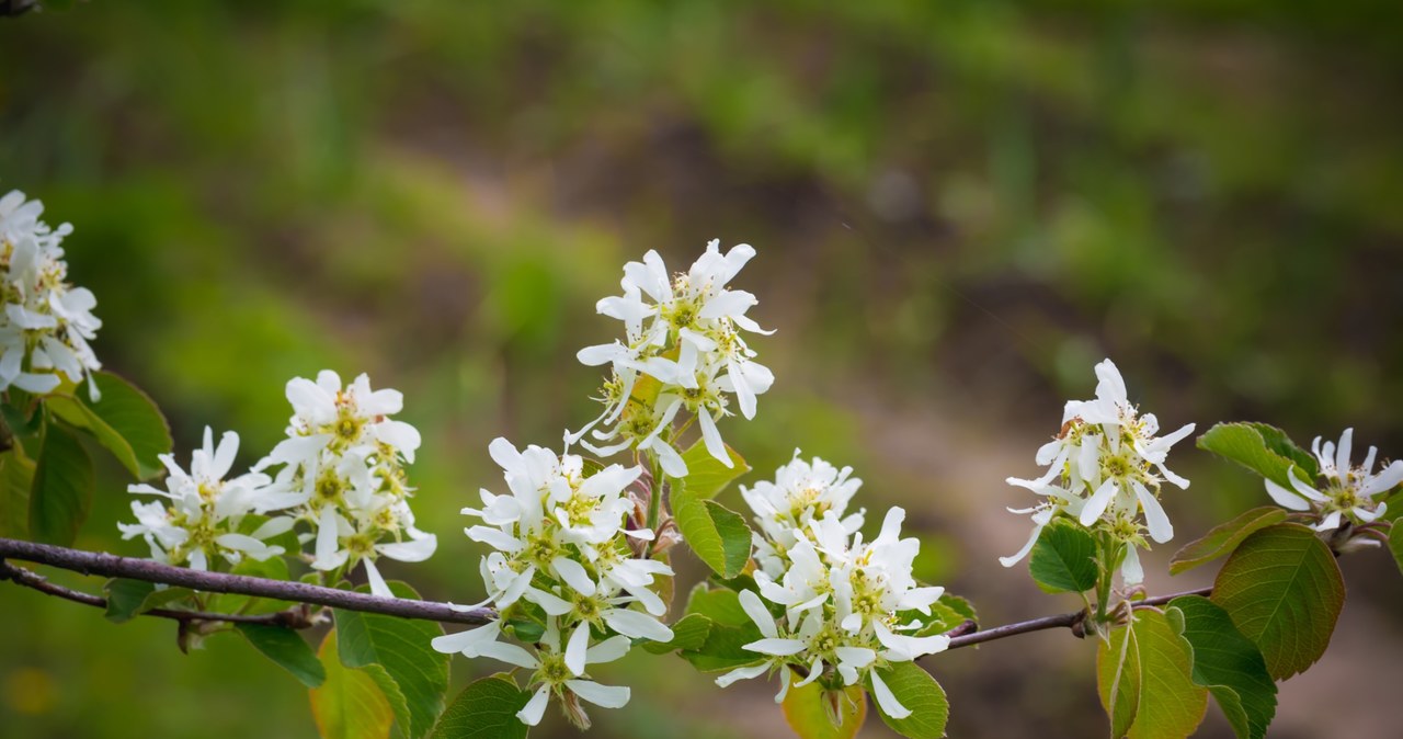 Świdośliwę zachywca również swoimi białymi kwiatami /123RF/PICSEL
