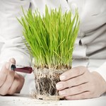 Świdwin: Referendum w sprawie GMO
