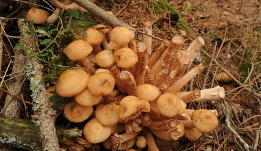 Świecące grzyby w polskich lasach. To utrapienie dla leśników