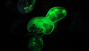 Świecące neurony meduzy. Genetyczna modyfikacja pozwala czytać w myślach bezkręgowców