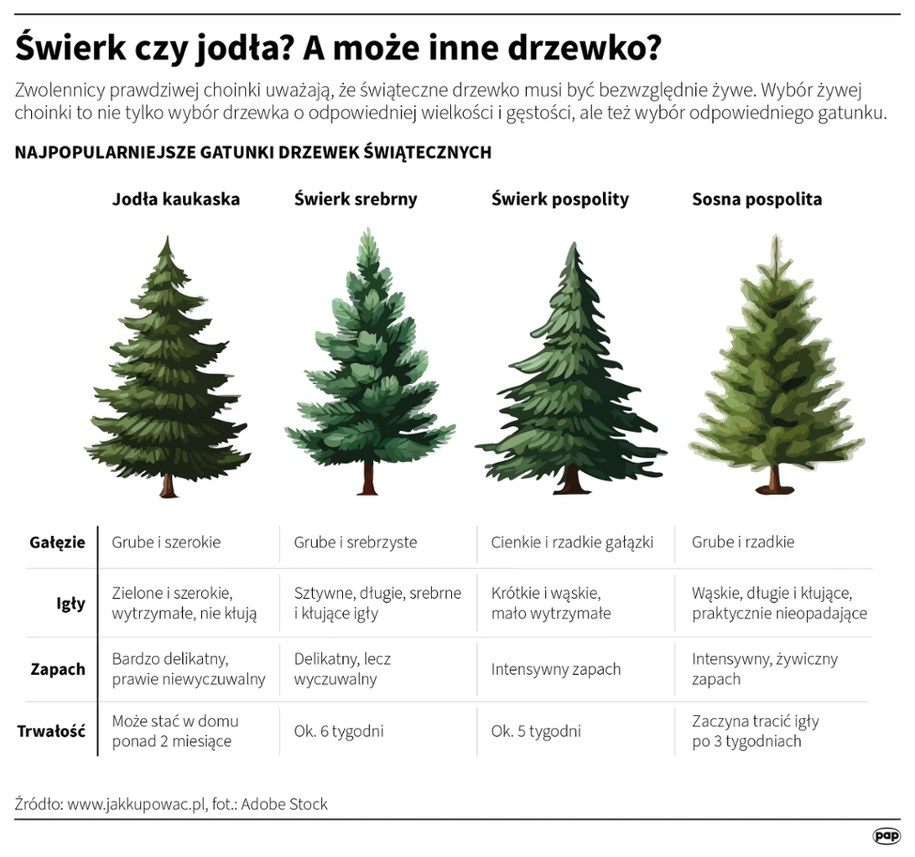 Świerk czy jodła? A może inne drzewko? /Maciej Zieliński, Mateusz Krymski /PAP
