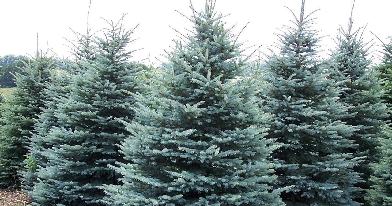 Świerk pospolity або świerk kłujący - новорічна класика для дому /Domena publiczna