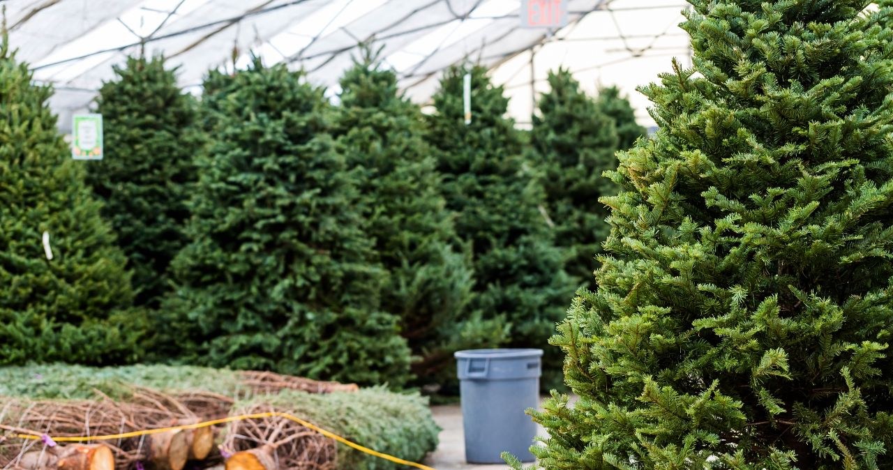 Świerk, sosna czy sztuczna? Oto najlepsza choinka na Boże Narodzenie 2025! /CanvaPro /INTERIA.PL