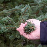 Świerki żółkną i tracą igły? To nie susza, winny może być ten groźny szkodnik