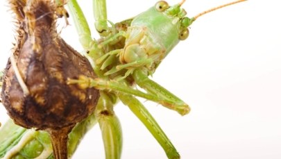 Świerszcz wykrywaczem materiałów wybuchowych