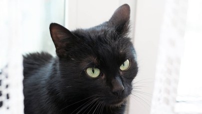 "Święta z perspektywy zwierzaka to jak wizyta w perfumerii, w której wszystkie flakoniki są otwarte"