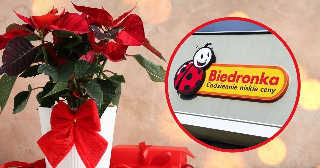 Święta zakwitły w Biedronce! Rośliny bożonarodzeniowe w supercenach tylko do 14 grudnia /CanvaPro /INTERIA.PL