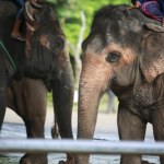 Święte czy wyzyskiwane. Presja na łagodne olbrzymy się zwiększa