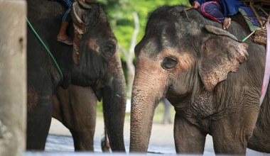 Święte czy wyzyskiwane. Presja na łagodne olbrzymy się zwiększa