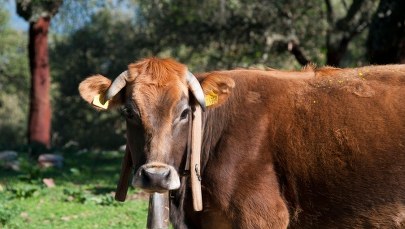 Święte krowy mafii mają zostać zabite