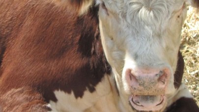 "Święte krowy" mafii z Kalabrii sieją postrach