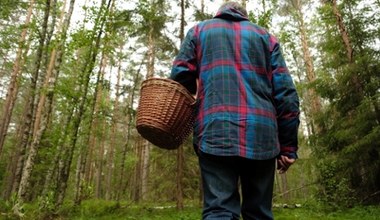 Świętego Graala grzybiarzy znaleziono w Wielkopolsce. Zarobisz krocie na wyprawie na grzyby 