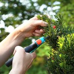 Świetna roślina na żywopłot. Dlaczego warto sadzić żywopłot z cisu?