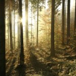 "Święto drzewa" w arboretum - jesień w lesie nie jest nudna