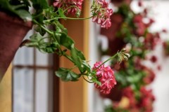 ​Święto dziedzińców w Kordobie. Galeria