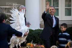 Święto Dziękczynienia: Barack Obama ułaskawił indyki
