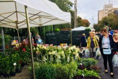 Święto Kwiatów, Owoców i Warzyw w Skierniewicach