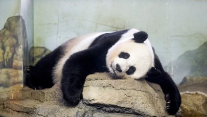 Święto w waszyngtońskim zoo. Na świat przyszły dwie pandy