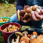 Świętokrzyskie lasy pełne grzybów. Tu nawet spóźnialscy zbiorą całe kosze