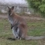 Świętokrzyskie: Smutny koniec poszukiwań małego kangura
