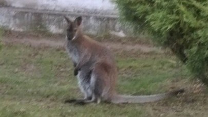 Świętokrzyskie: Smutny koniec poszukiwań małego kangura