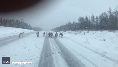 Święty Mikołaj zgubił zaprzęg? Stado reniferów zagrodziło drogę 