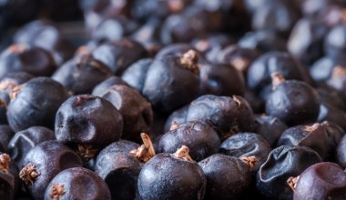 Świeże i suszone jagody możesz używać w kuchni. Do mięs, sosów i leczniczych naparów