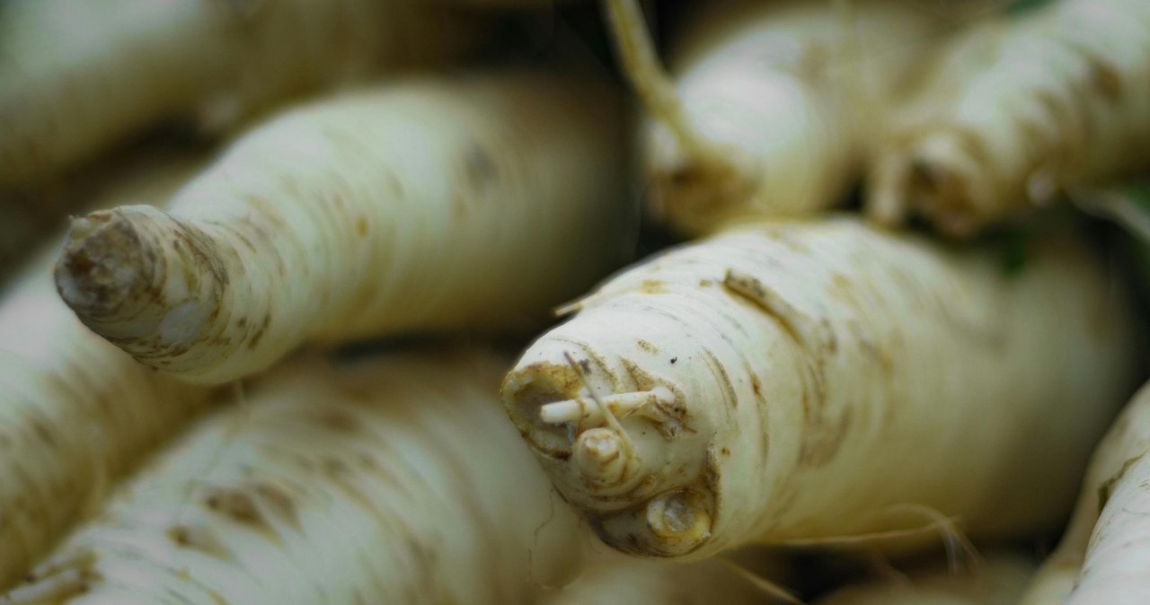 Świeży korzeń chrzanu najlepiej samodzielnie zetrzeć w domu /mali maeder /pexels.com