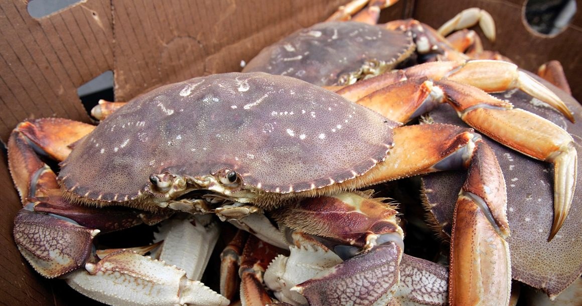 Świeży krab - warto zadać sobie więcej trudu, by go znaleźć /Getty Images/Flash Press Media