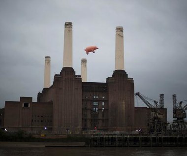 Świnia Pink Floyd znów lata