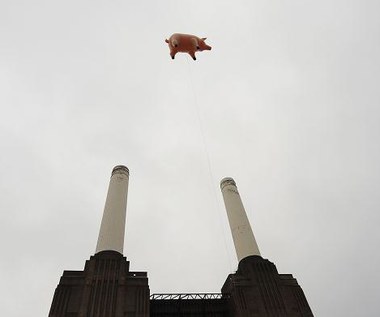 Świnia Pink Floyd znów lata