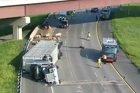 Świnie zablokowały ruch na autostradzie w Minnesocie (YT/WCCO - CBS Minnesota) /