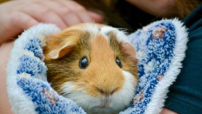 Świnka morska na śmietniku 