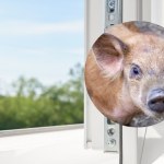 Świnka wypadła z okna w Nowej Hucie w Krakowie. Zwierzę nie przeżyło