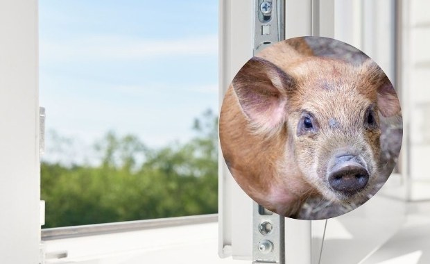 Świnka wypadła z okna w Nowej Hucie w Krakowie. Zwierzę nie przeżyło