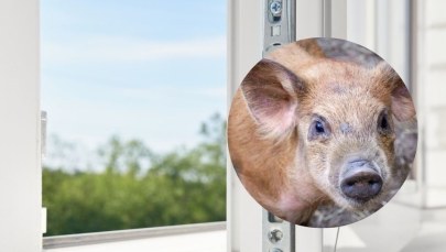 Świnka wypadła z okna w Nowej Hucie w Krakowie. Zwierzę nie przeżyło