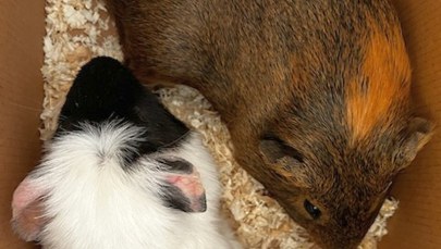 Świnki morskie na spacerze w Ogrodzie Saskim