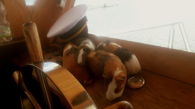 Świnki morskie znalazły się na pokładzie statku /