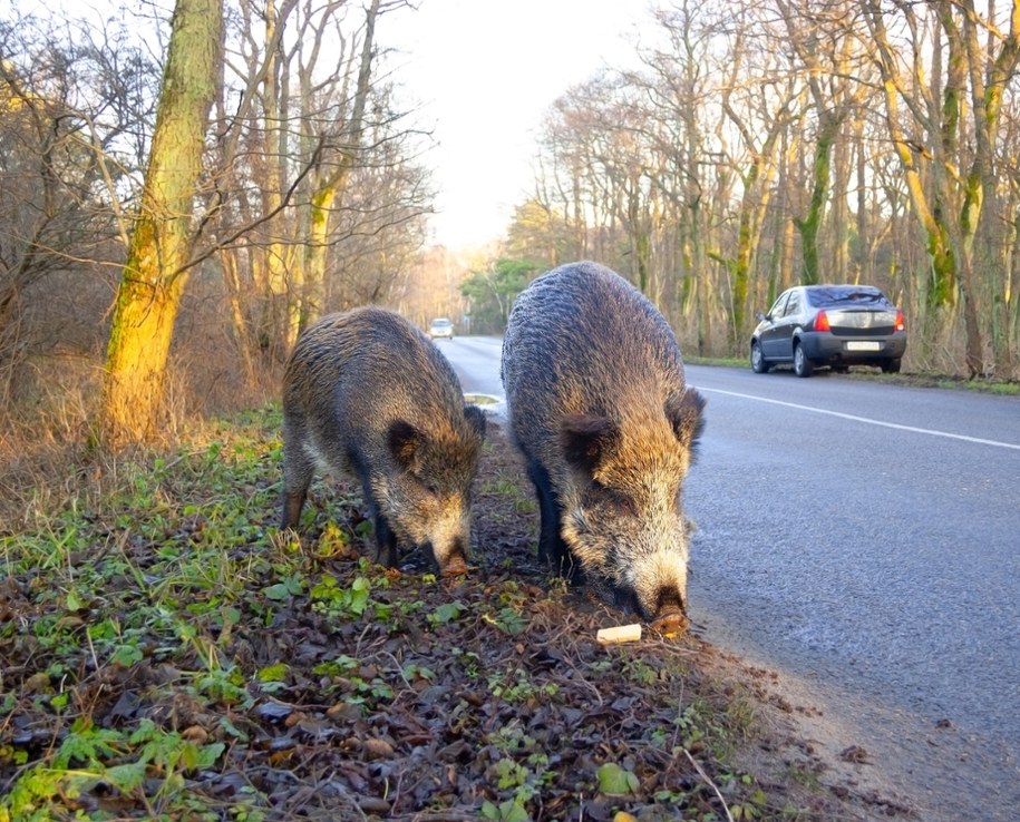 Zapach, który odstrasza. Świnoujście rozdaje preparaty na dziki
