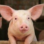 Świńska empatia. Zwierzęta ratują towarzyszy z opresji
