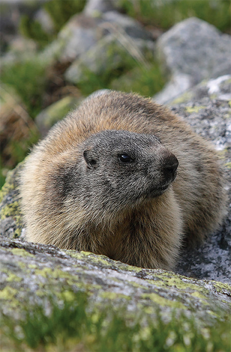 Świstak (Marmota marmota) zasiedla głównie Dolinkę za Mnichem (fot. B. Pawłowski) /materiały prasowe