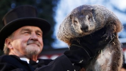 Świstak Phil przewidział, jak długo jeszcze potrwa zima