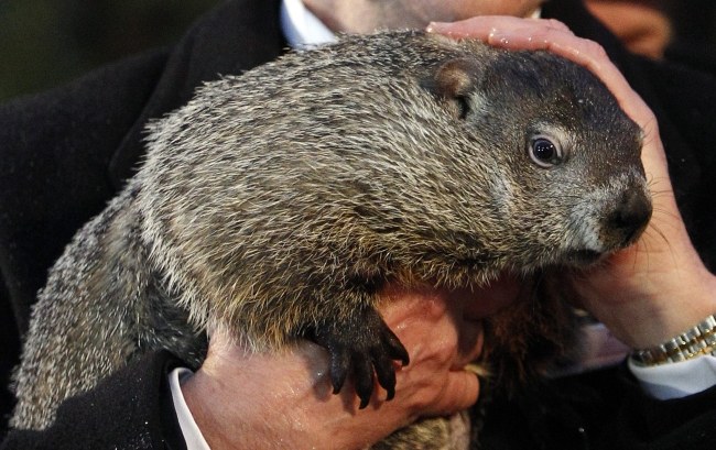 Świstak Phil /PAP/EPA/DAVID MAXWELL /PAP/EPA