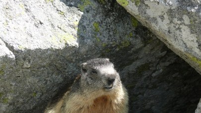 Świstak w Tatrach nie chce spać