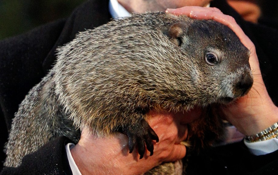 Świstaki w Tatrach poczuły wiosnę /DAVID MAXWELL /PAP/EPA