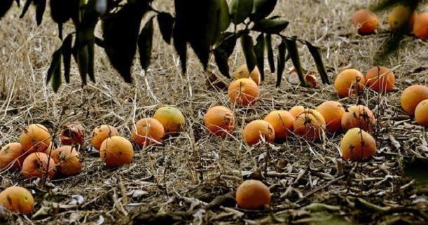 Sycylia opływa w pomarańcze /AFP