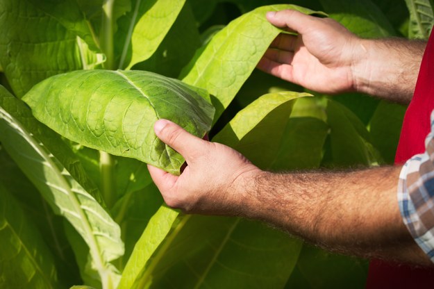 Sygnały wydawane przez krzewy tytoniu odbierają owady, małe ssaki oraz najprawdopodobniej inne rośliny. /Shutterstock
