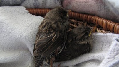 Syjamskie wróble ze Szczecina same się rozdzieliły